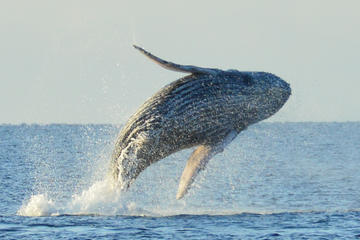 Whale Watching Adventure Hawaii