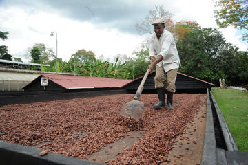 Cacao Plantation and Chocolate Factory Tour