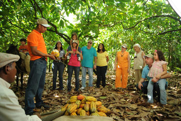 Cacao Plantation and Chocolate Factory Tour with Tasting of Chocolate