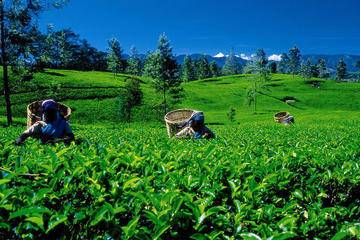 2 Days All inclusive Kandy and Nuwara Eliya Tour from Colombo