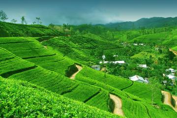 2 -Days private tour to Nuwara Eliya from Colombo