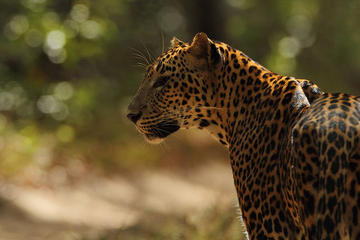 All Inclusive Private day tour to Wipattu National Park From Negombo