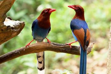Bird Watching and Cycling expedition in Kitulgala