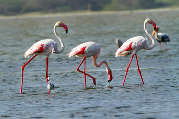 Game drive at Bundala National Park