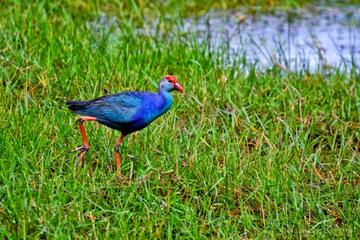 Muthurajawela Wetland Day Tour