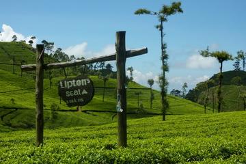 Private Day Tour to Lipton Seat and Dambetenna Tea Factory from Ella