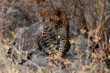 Private Half Day Safari at Yala National Park with a naturalist