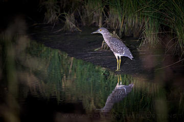 Private Night Bird watching tour in Negombo Lagoon