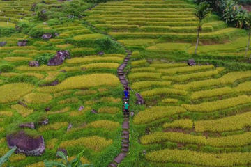 VILLAGE TERKKING TOUR AT RAMBODA WITH AUTHENTIC VILLAGE LUNCH