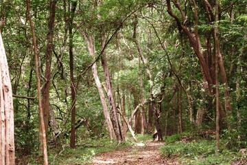 Half-Day Kottawa Arboretum Walking Tour