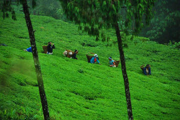 3-Day Eastern Paradise Ilam Tour from Kathmandu