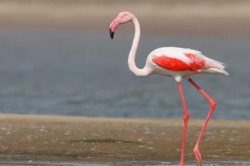2-Day Private Tour of Bharatpur Bird Sanctuary and Deeg Palace from Delhi by Private Car