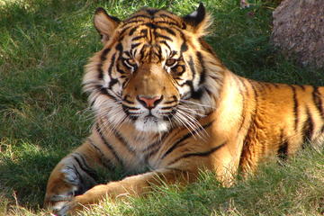 7-Day Independent Tour of Delhi, Agra, Jaipur with Tiger Safari and Private Car