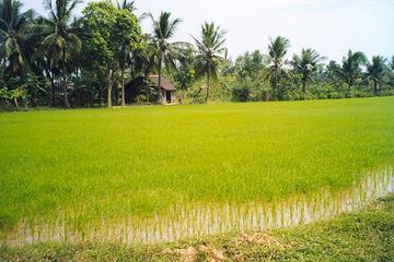 Day Trip to Ben Tre from Ho Chi Minh City Including a River Cruise