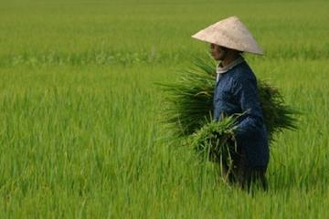 Day Trip to Cay Lai from Ho Chi Minh City Including Bike Trip