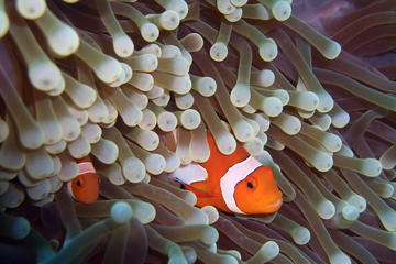 Full Day Dive Trip Anemone Reef 2 dives