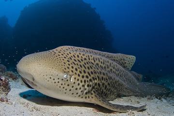 Full Day Dive Trip Racha Yai - 2 dives