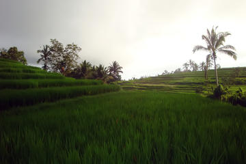 Full Day The North Bali Experience
