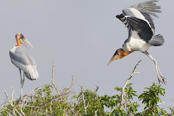 Full Day Tonle Sap Lake Tour with Prek Toal Bird Sanctuary
