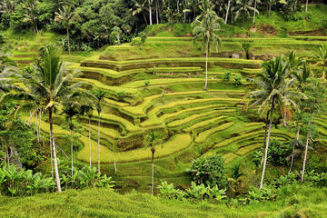 Full-Day Ubud and Beyond Tour Including Lunch