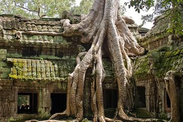 Half Day Angkor Wat and Ta Phrom