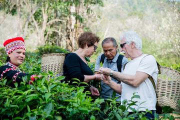 Half Day Araksa Tea Garden