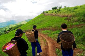 Half Day Doi Tung Royal Projects and Hill Tribes