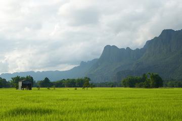 Half Day Rice Experience from Luang Prabang
