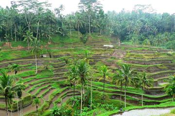 Half Day Ubud The Cultural Heart of Bali