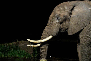Night Safari at Bali Elephant Park