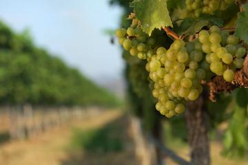 Private Half-Day Hua Hin Highlights and Vineyard