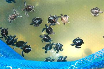 Private Tour: Cherating Turtle Sanctuary Night Tour from Kuantan