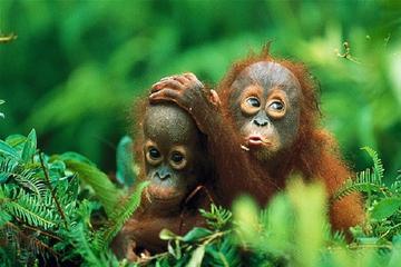 Private Tour: Gunung Leuser National Park Trekking Tour with Orangutan Viewing from Medan