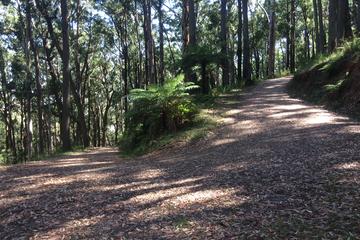 Half-Day Mount Dandenong Trail Running Tour Including Breakfast