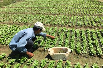 Day Tour be a Farmer and Cooking Class