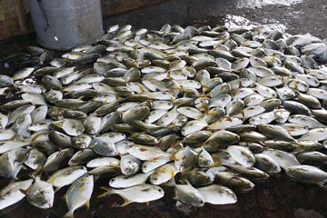 Fish Market and Sunrise Tour By Pedicab
