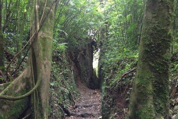 Mombacho Volcano Hike and Ziplining Adventure from Granada