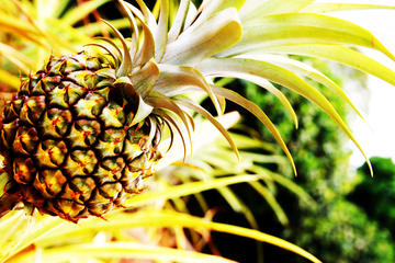 Pineapple Farm Day Trip