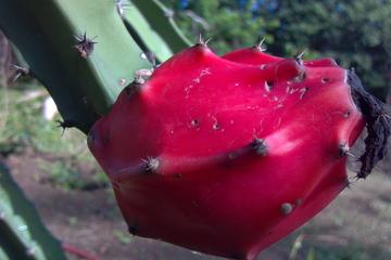 Pitaya Farm Adventure