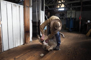 Sovereign Hill Heritage Sheep Farm Experience and Ballarat Gold Rush Day Tour from Melbourne