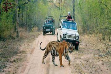 6-Day Private Tour From Delhi to Jaipur includes Ranthambore and Agra Visit
