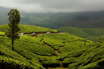 Munnar Sightseeing Tour