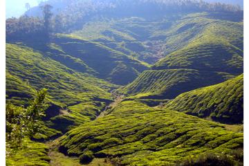 Munnar Trekking Tour