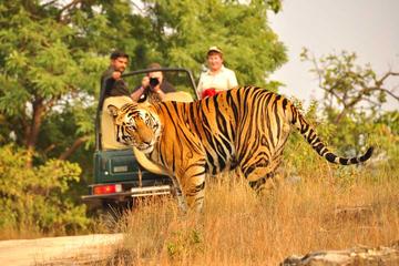 2-Days Private Ranthambhore Tiger Tour from Jaipur