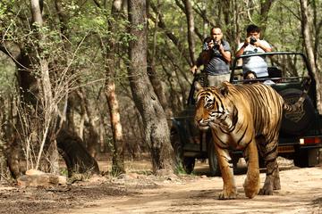 Private 6-Day Ranthambhore Tiger Tour from Goa including Delhi, Agra and Jaipur