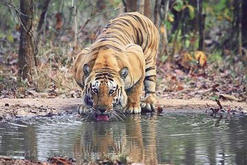 Ranthambhore Tiger Tour of Delhi Agra and Jaipur 5 Star Hotel