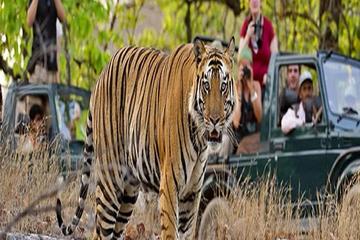 Private 2-Night Ranthambore National Park Tour from Jaipur