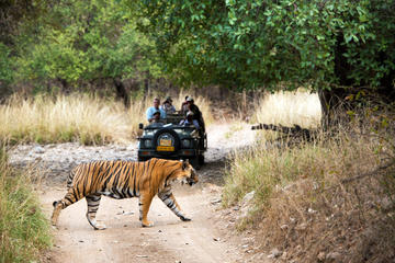 4 Days Fort-Palace-Tiger-Taj Mahal Tour-Jaipur-Ranthambore-Agra