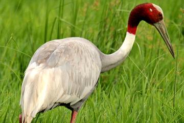 Day Trip to Keoladeo National Park from Jaipur With Transfer to Agra