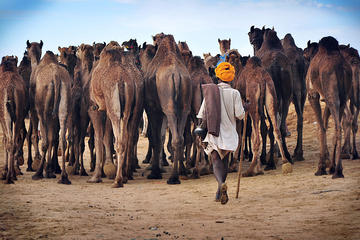 Private Day Trip to Pushkar from Jaipur With Transfer to Jodhpur
